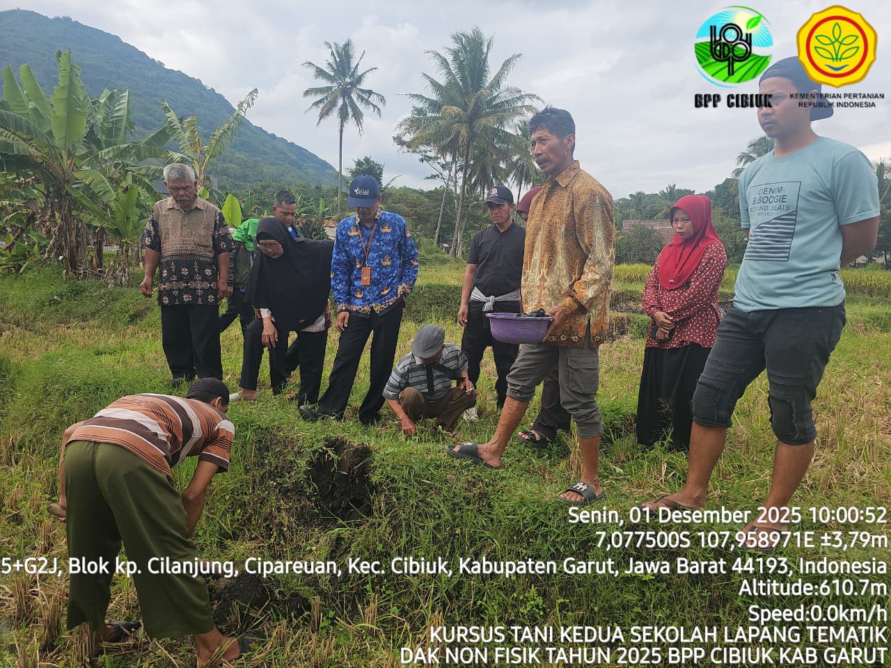 Panduan Pengendalian Tikus Padi Sawah: Membuat Umpan Beracun Efektif & Murah