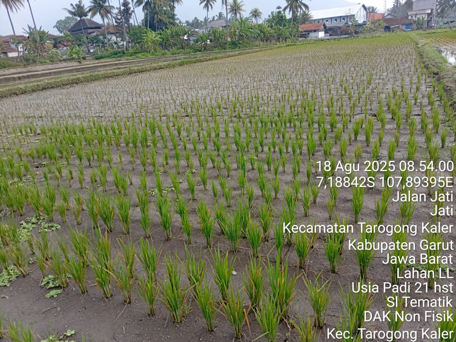 GANGGUAN ASEM ASEMAN PADA TANAMAN PADI