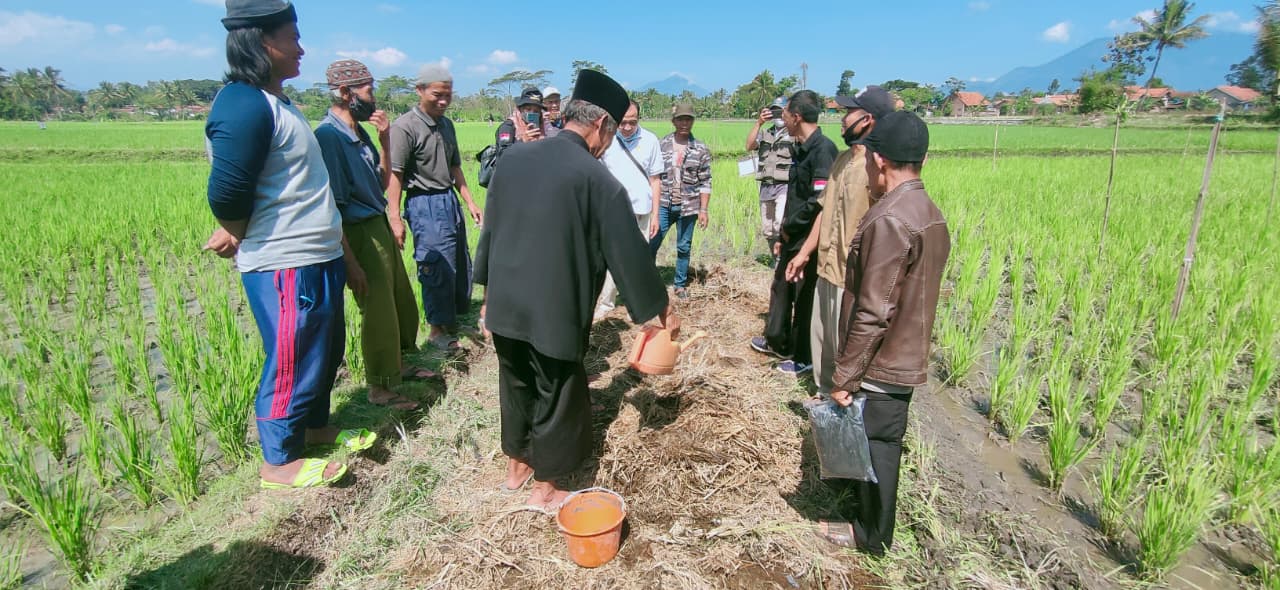 Ubah Limbah Menjadi Berkah: Sulap Jerami Jadi Pupuk Bokashi Super Cepat