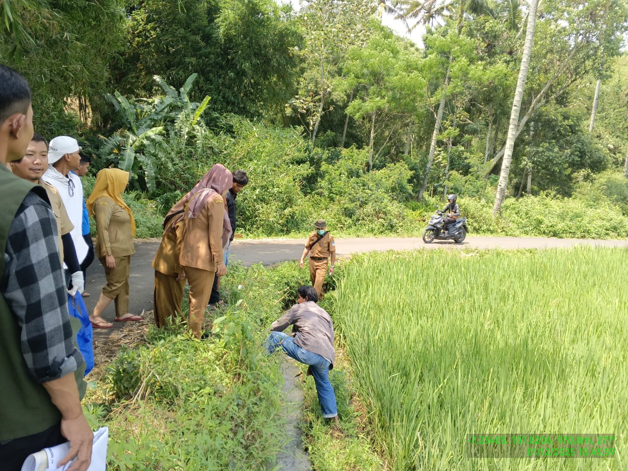 Pemberian Asam Humat Pada Tanaman Padi