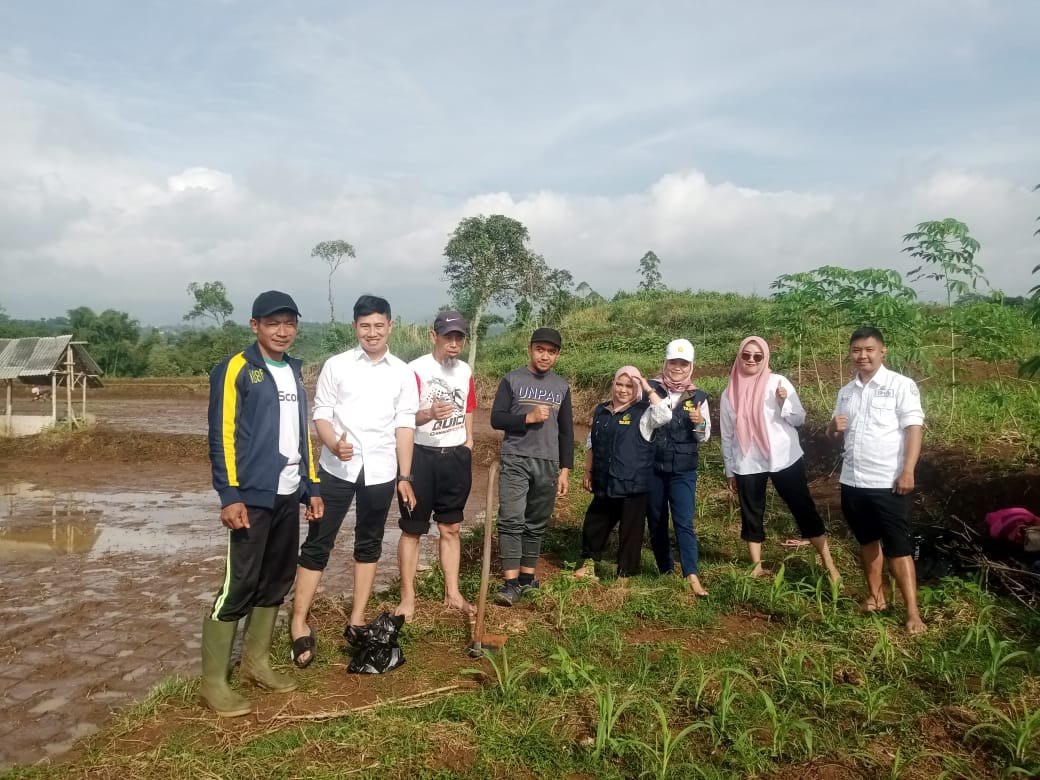 Manfaat Pemberian Kapur Dolomit Pada Tanaman Padi