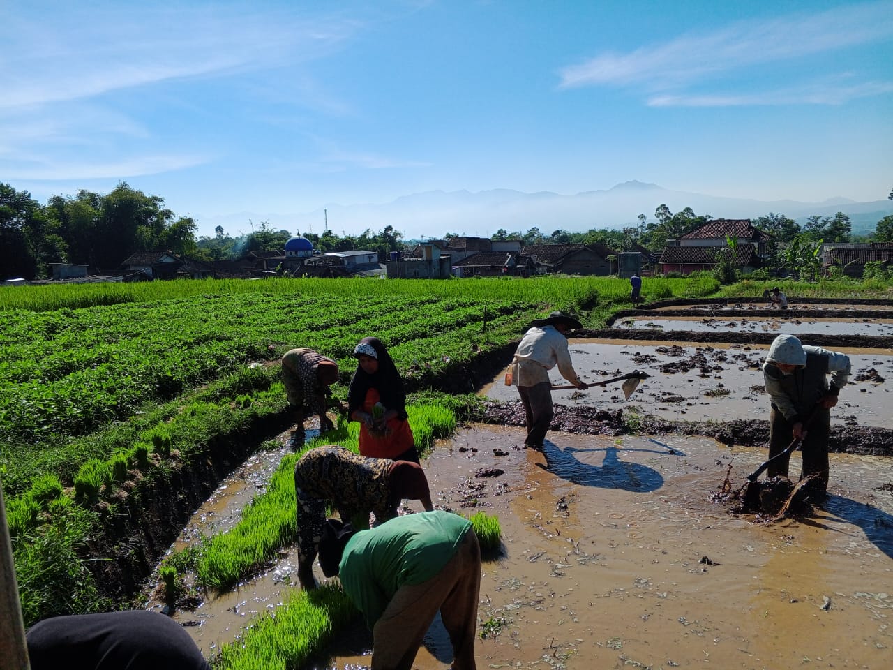Kelebihan dan Kekurangan Pestisida Nabati