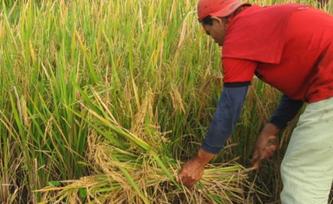 PANEN DAN PASCA PANEN PADI SAWAH DAN PADI GOGO