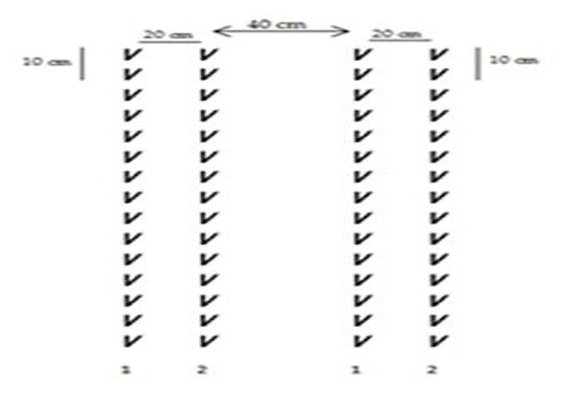 Sistem Tanam Padi Jarwo