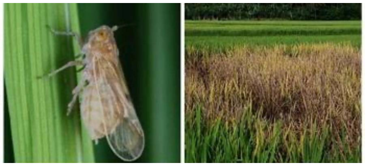 HAMA PADI : WERENG dan  CARA PENANGGULANGANNYA