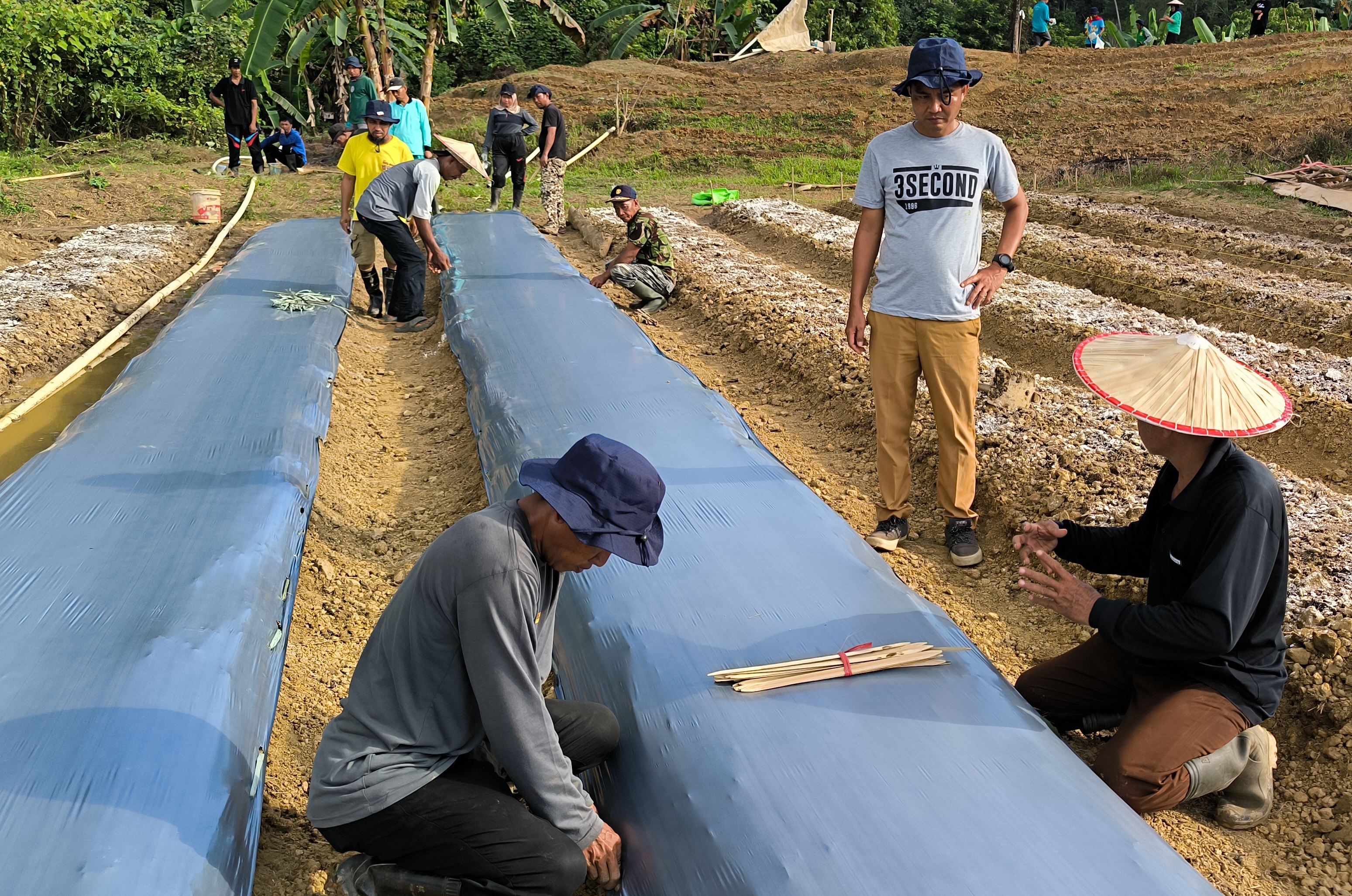 TEKNIK PEMASANGAN MULSA PLASTIK DAN MANFAATNYA 