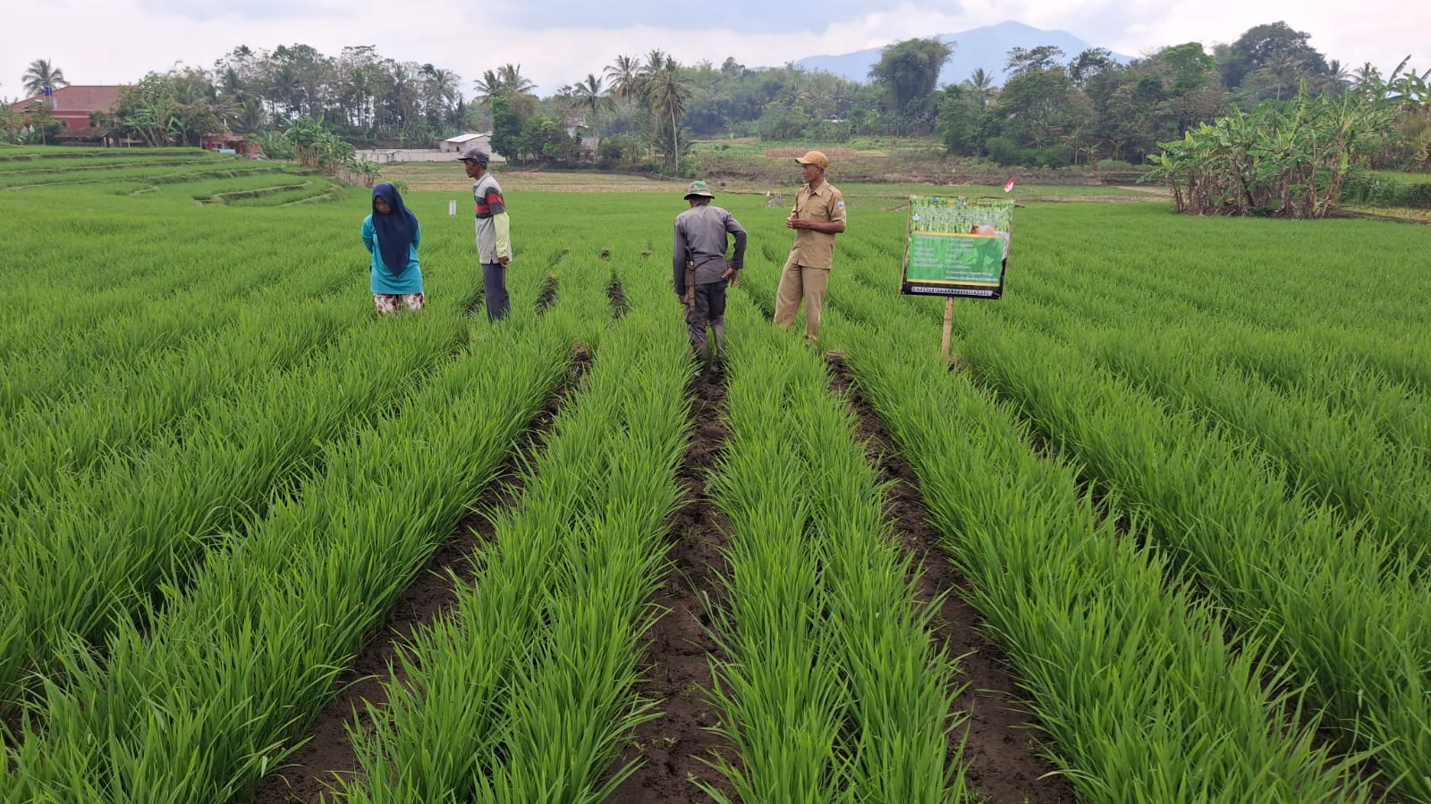 Budidaya padi ramah lingkungan dan penguatan peran kelompok tani