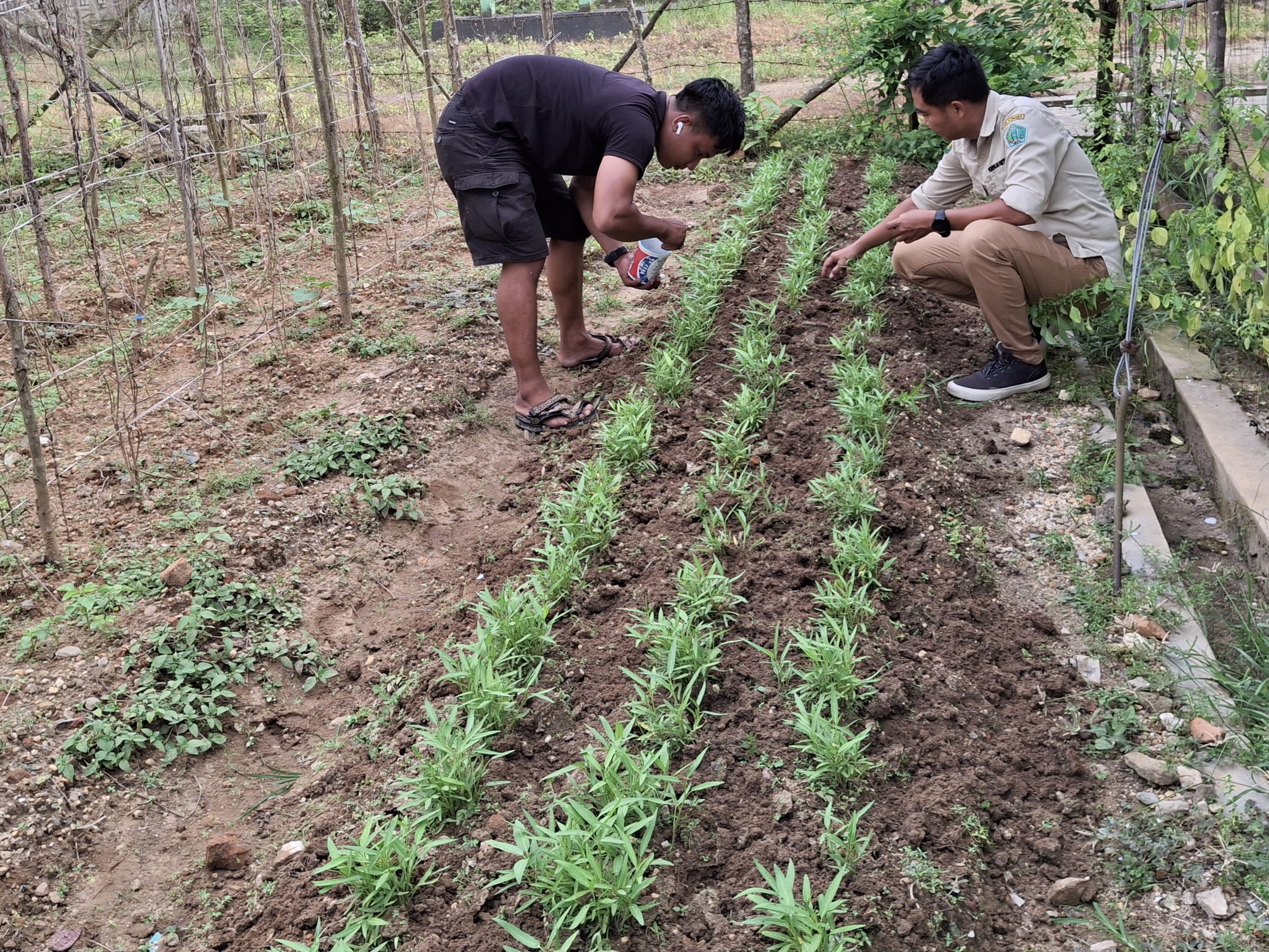 PEMANFAATAN PEKARANGAN DAN POTENSI DI KECAMATAN SAMPARA