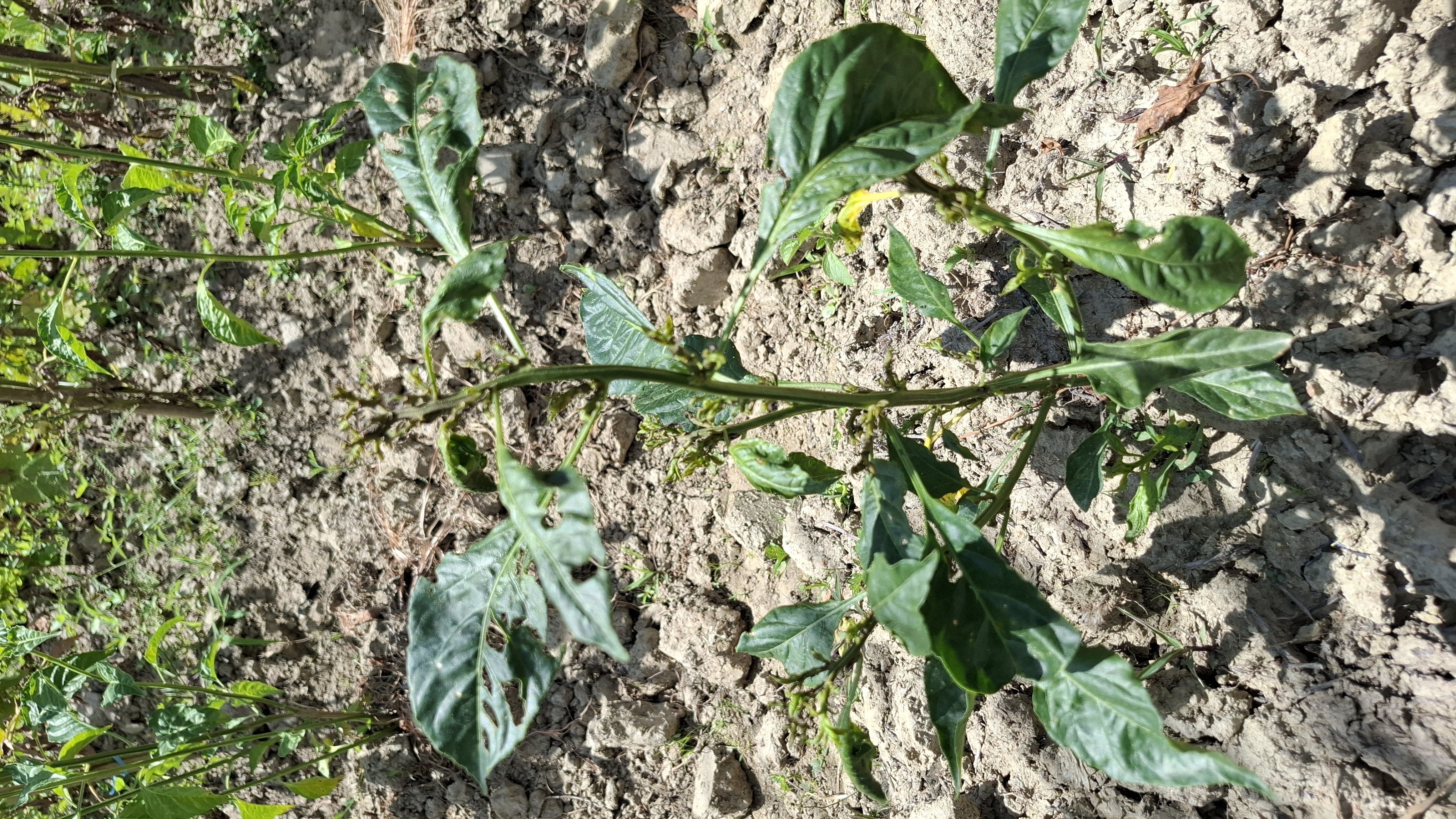 PENYAKIT DAN HAMA PADA TANAMAN CABAI RAWIT (Gejala Daun Menggulung ke Bawah dan Pucuk Gosong)