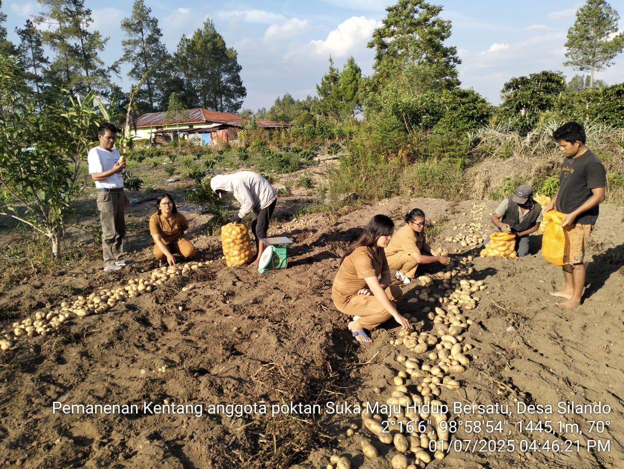 Teknik Pemanenan dan Pascapanen Benih Kentang yang Efektif