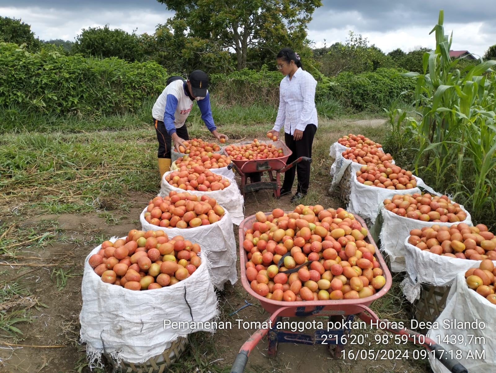 Pemanenan Tomat