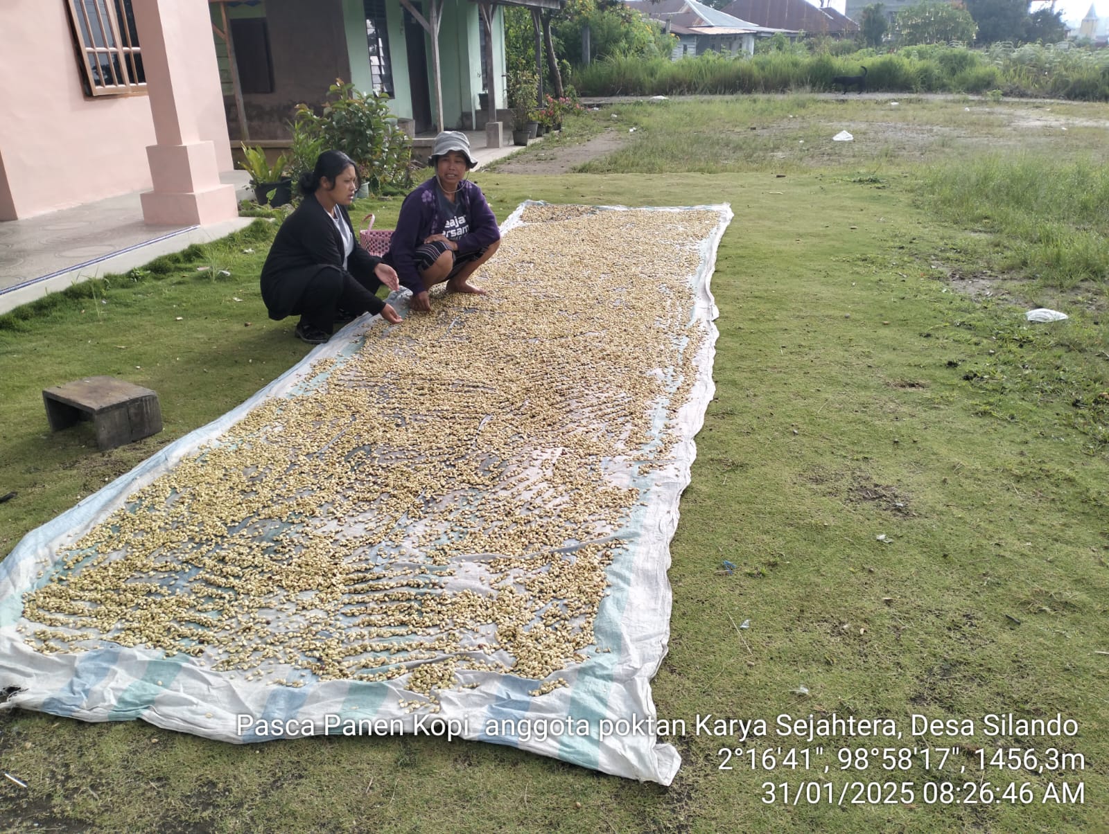 Budidaya Kopi Arabika: Dari Kebun Lokal, Menuju Pasar Global