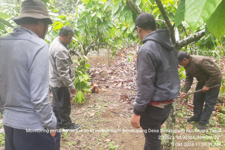 Panduan Lengkap: Cara Sukses Budidaya Kakao 