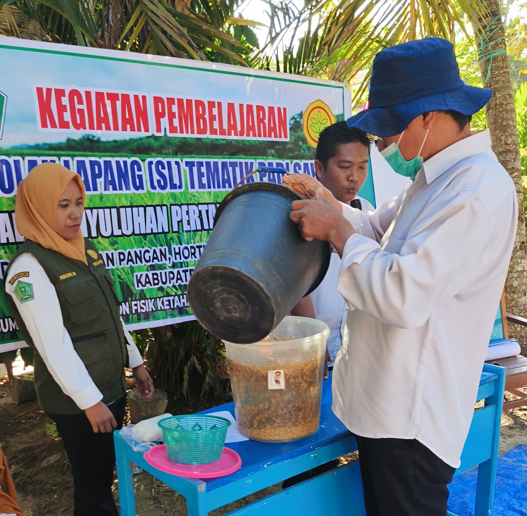 Cara Memilih Benih Unggul Dan Bernas Padi Sawah