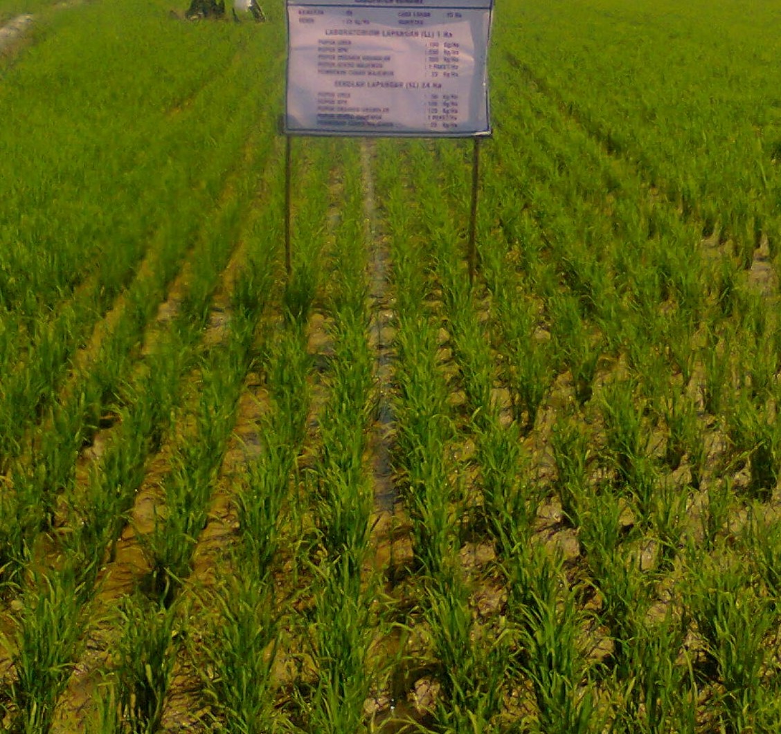 TEKNOLOGI BUDIDAYA PADI SAWAH MELALUI PENDEKATAN PTT