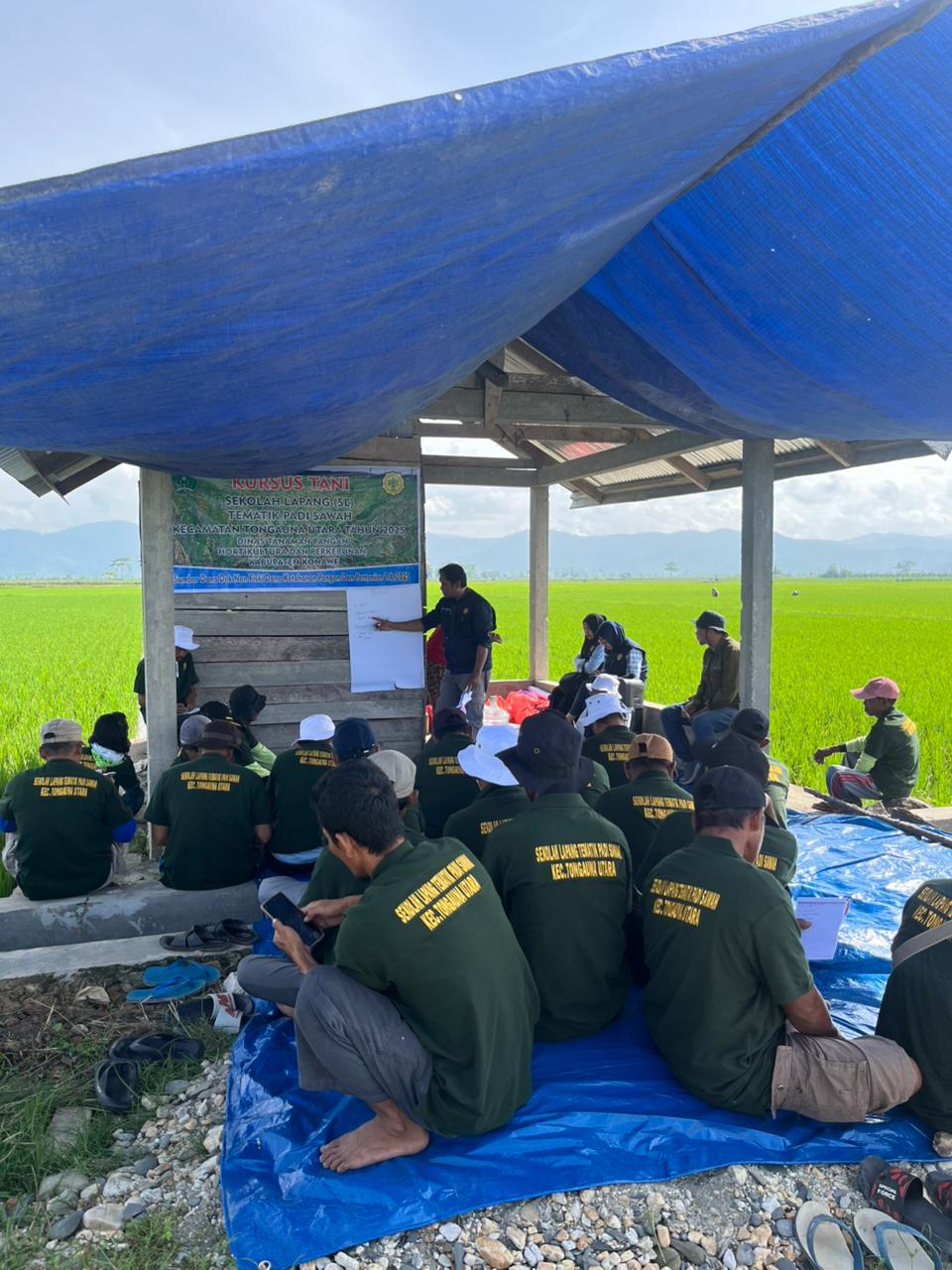 Tanam Padi Metode Jajar Legowo