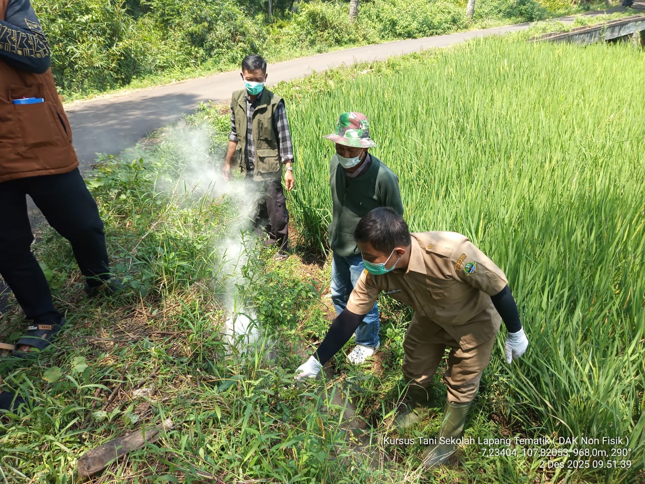 Menekan populasi hama tikus dengan cara Pengemposan