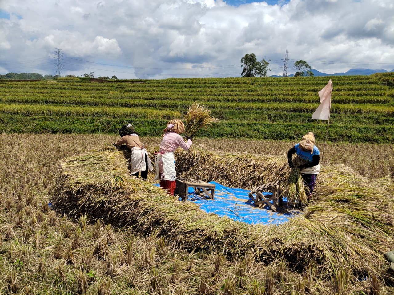 Pemanfaatan Jerami pada Tanah sertankandungan unsur haranya