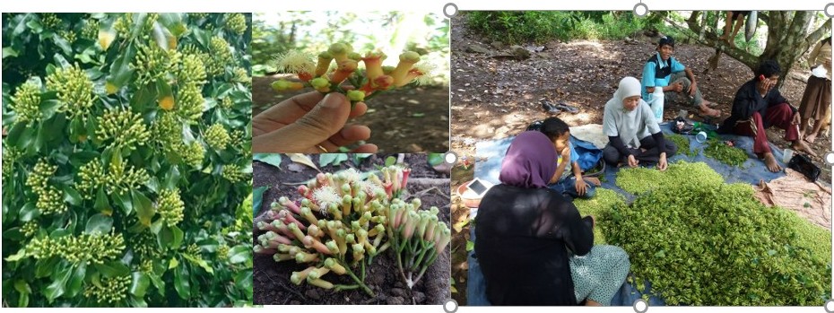 Budidaya Tanaman Cengkeh Spesipik lokasi