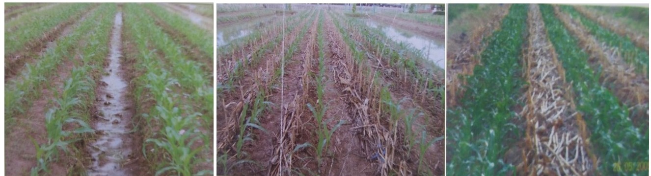 BUDIDAYA JAGUNG  (TANAM SISIP)