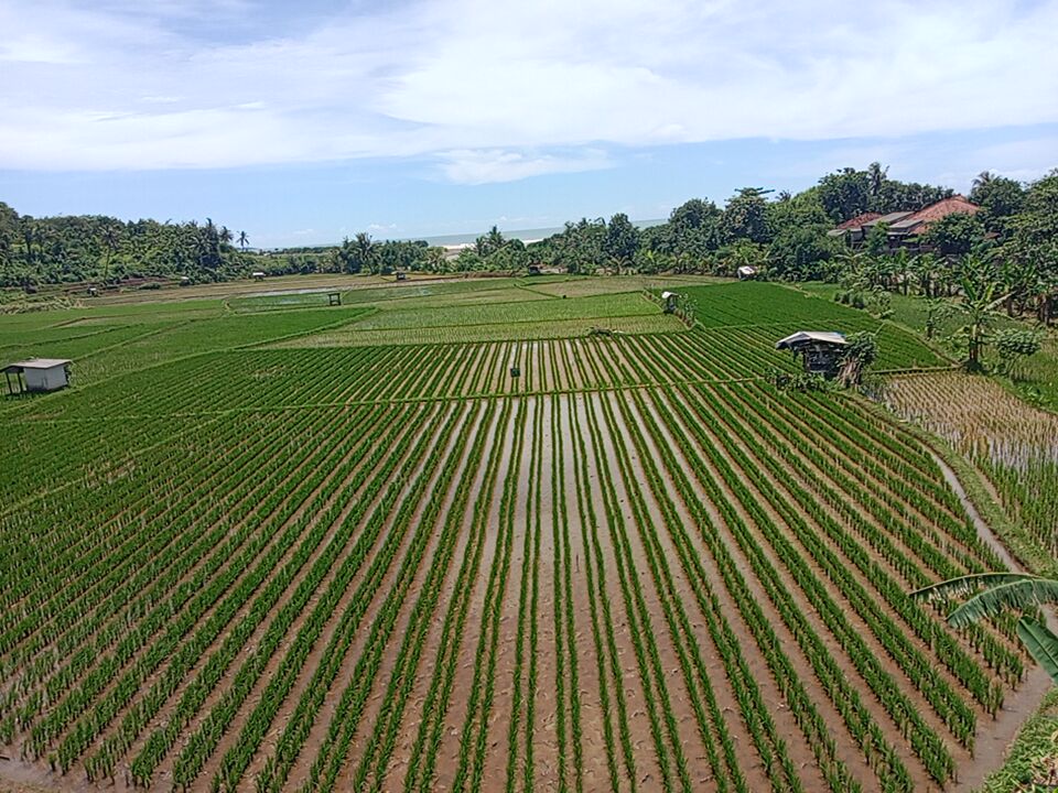 PENGAIRAN PADI SAWAH BERDASARKAN FASE PERTUMBUHAN