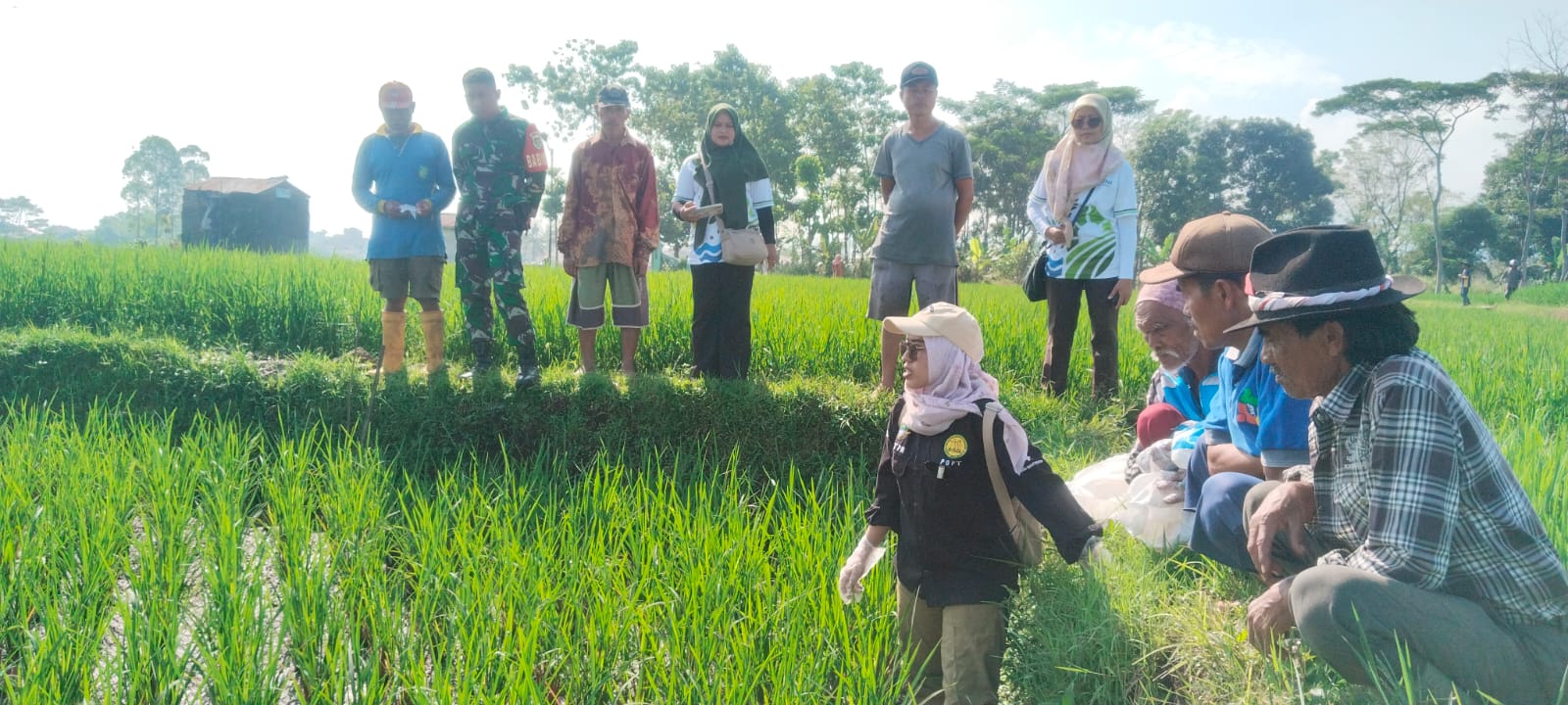 HAMA DAN PENYAKIT UTAMA TANAMAN PADI