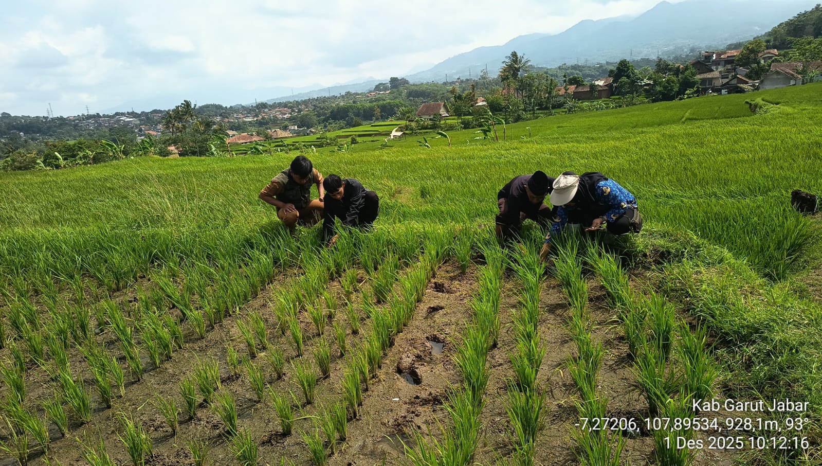 JAJAR LEGOWO MENGUNTUNGKAN ATAU MERUGIKAN PETANI?