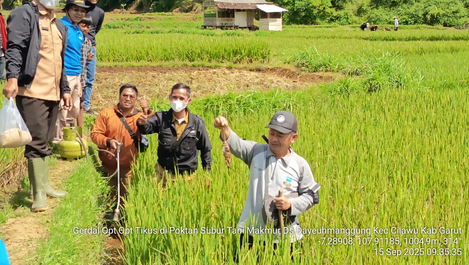 MENJAGA LUMBUNG PANGAN: MENGENAL GERDAL HAMA TIKUS SAWAH DAN TIPS ANTI GAGAL PANEN