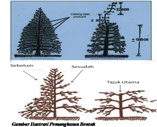 PEMANGKASAN KOPI YANG BAIK DAPAT MENINGKATKAN PRODUKTIVITAS DAN KUALITAS