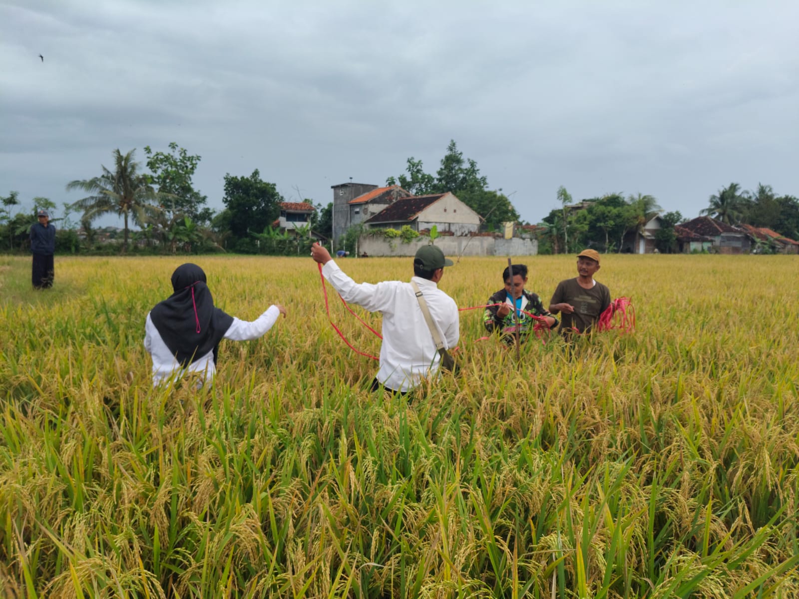Farmer Field Day (FFD)