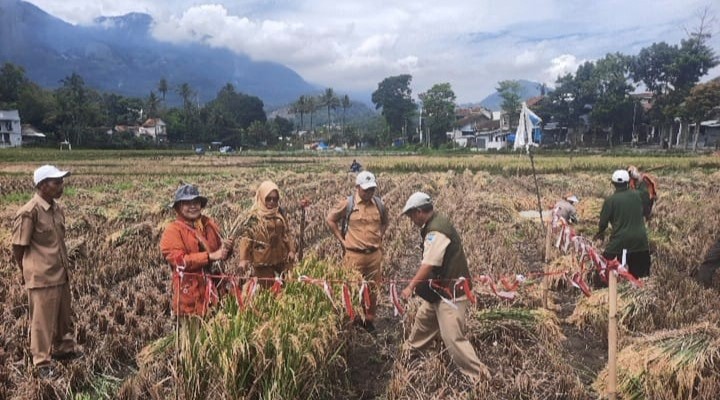 KEGIATAN KURSUS TANI KE 2 BUDIDAYA PADI RAMAH LINGKUNGAN 