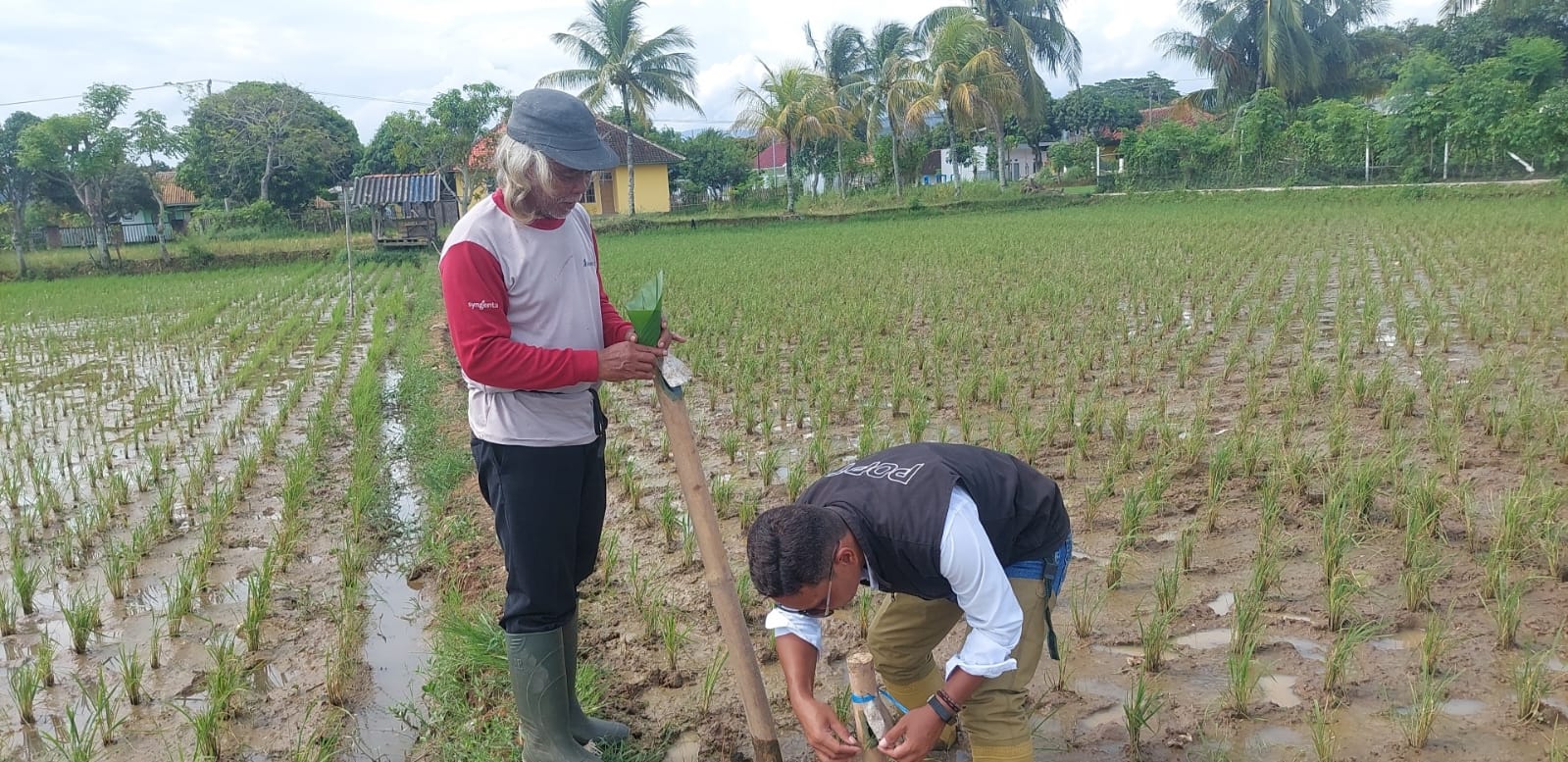 Pengendalian Penggerek Batang