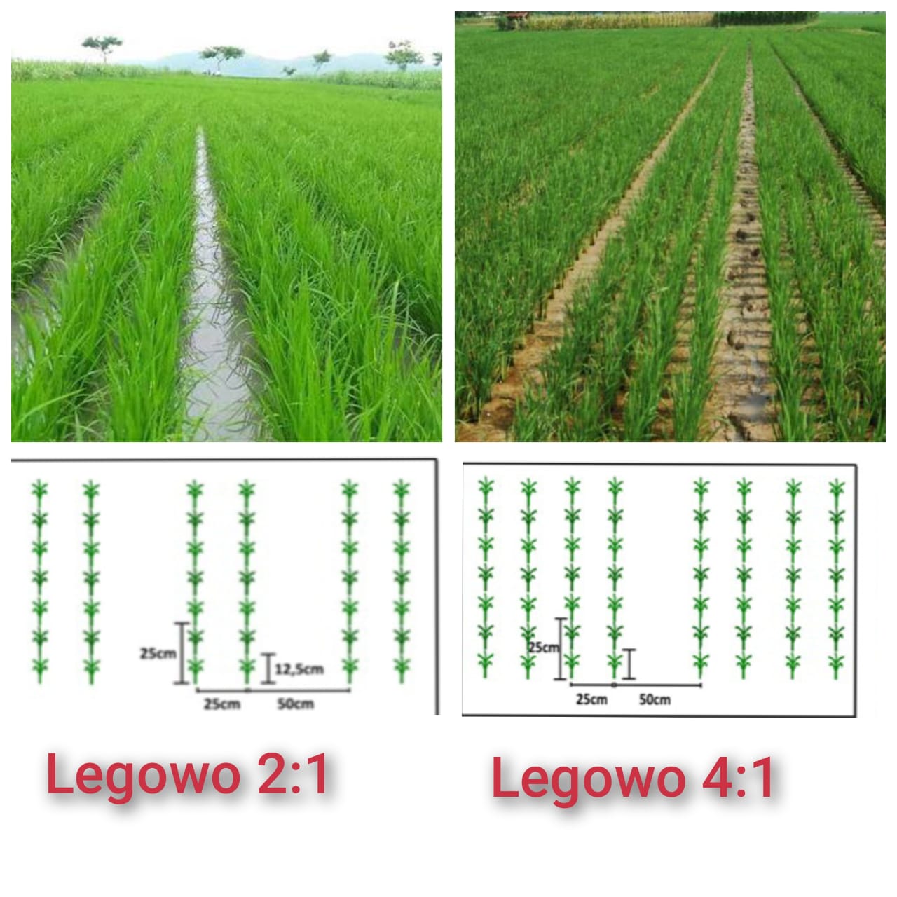 PENANAMAN PADI SAWAH SISTEM JAJAR LEGOWO