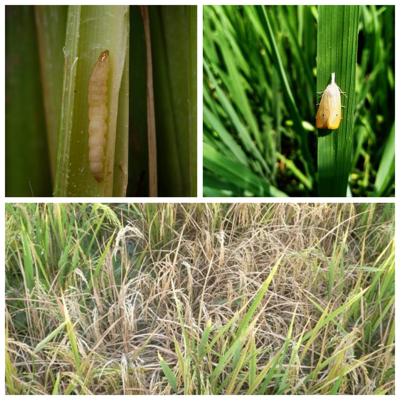 PENGENDALIAN HAMA PENGGEREK BATANG PADI