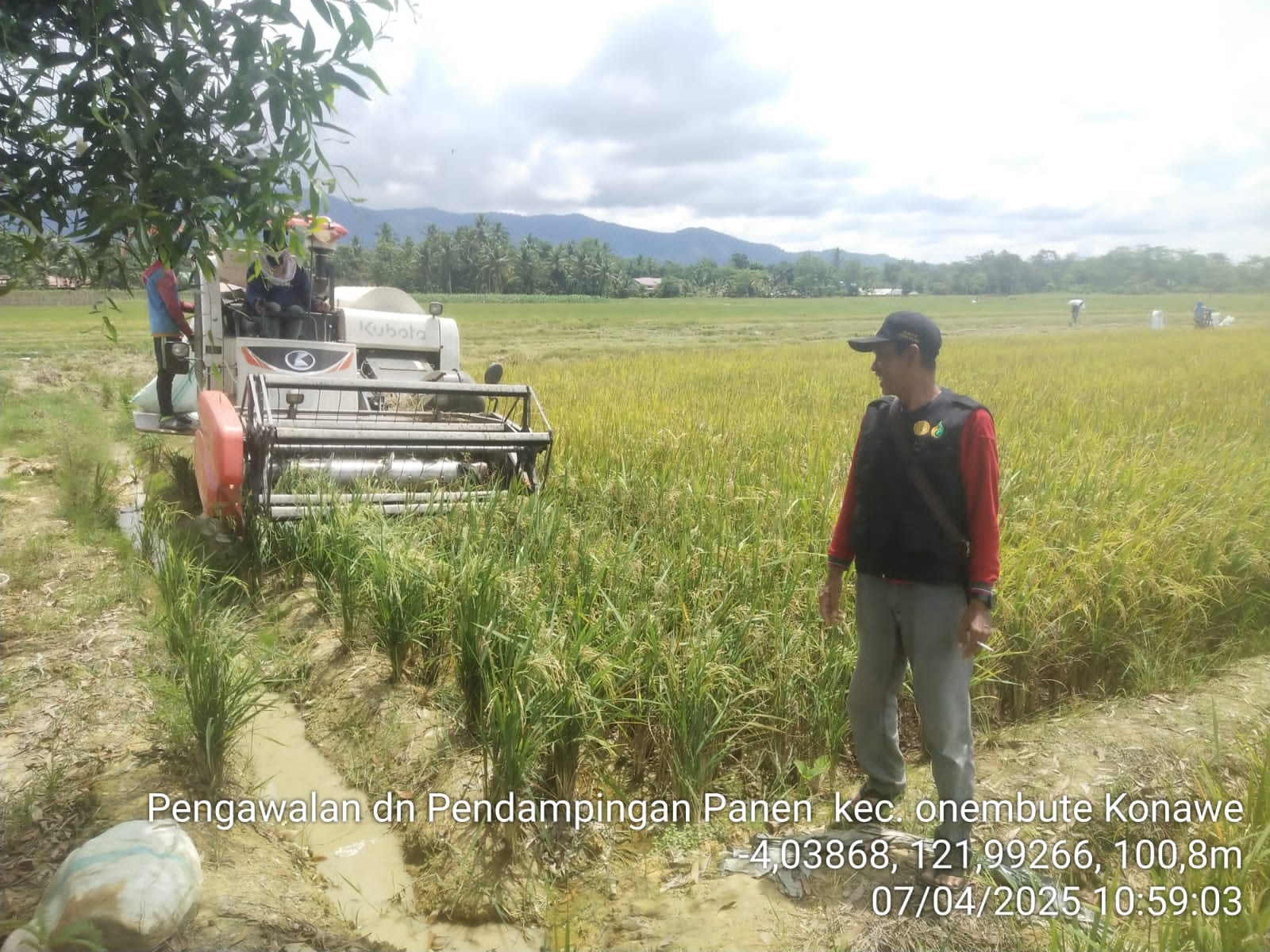 Panen dan Pascapanen Padi: Kunci Menjaga Mutu Gabah dan Meningkatkan Nilai Jual
