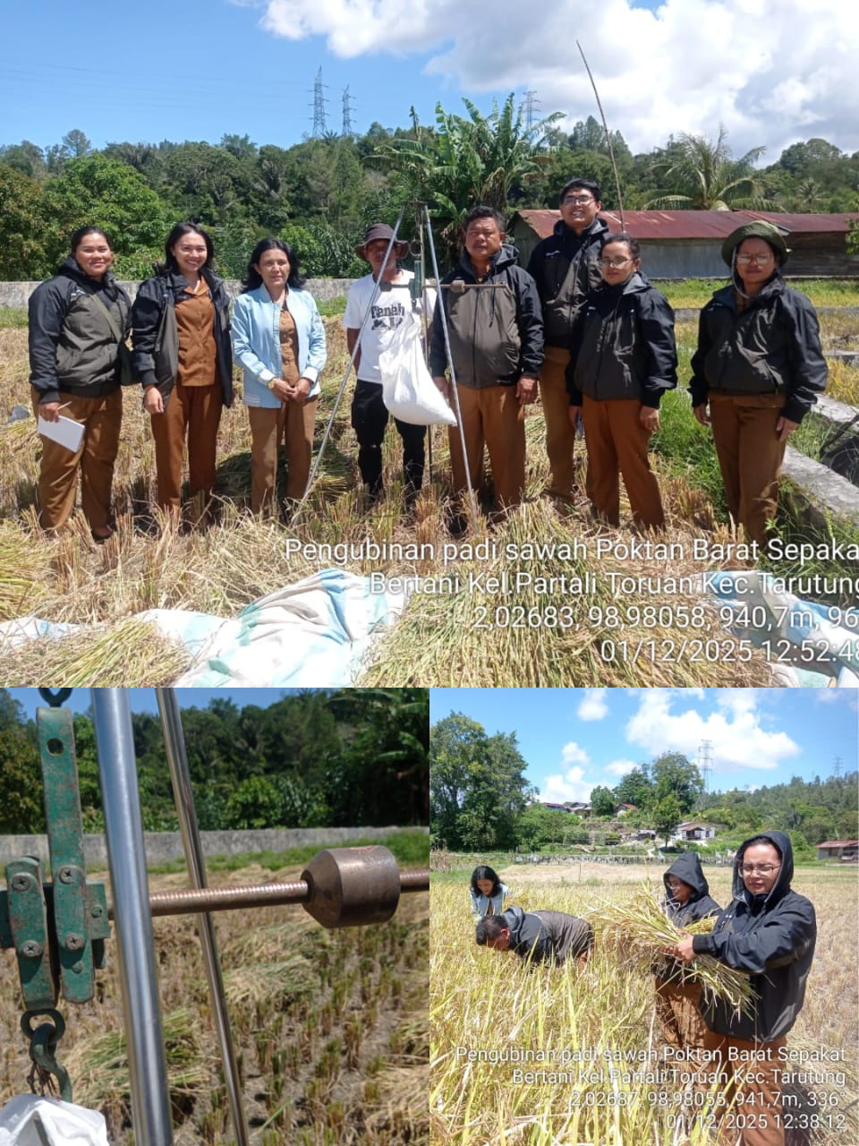 Pengubinan Padi sawah