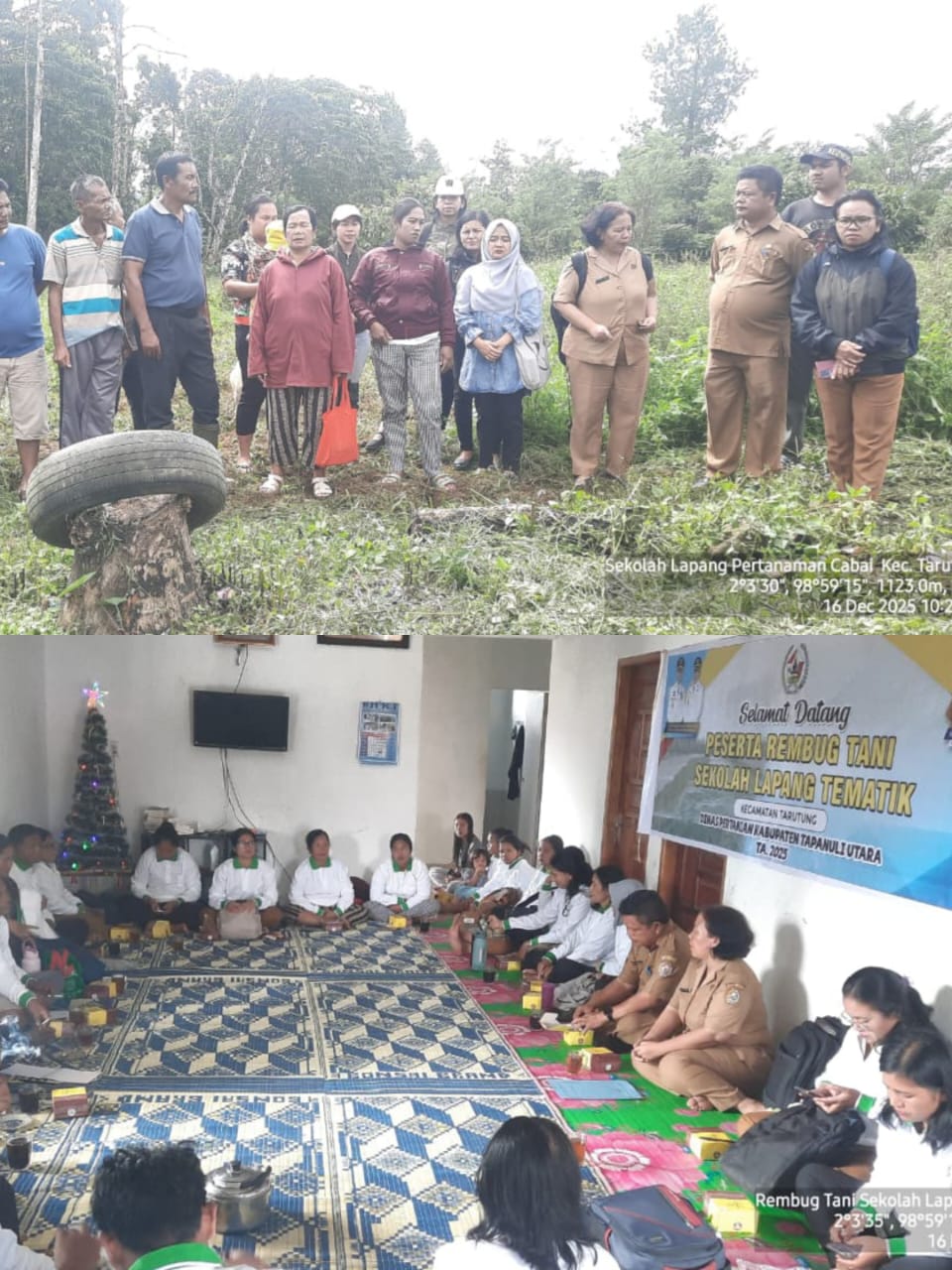 Sekolah Lapang Budidaya Cabai Merah