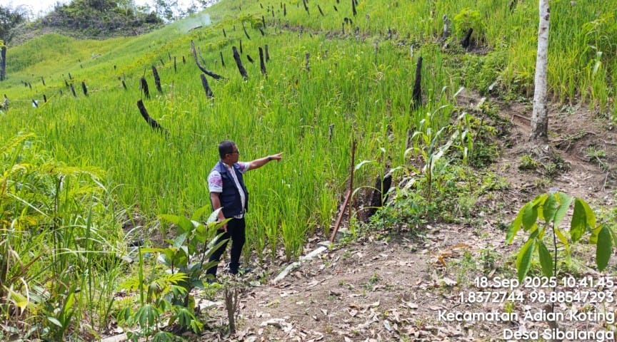 Padi Gogo: Solusi Cerdas Panen Beras di Lahan Kering