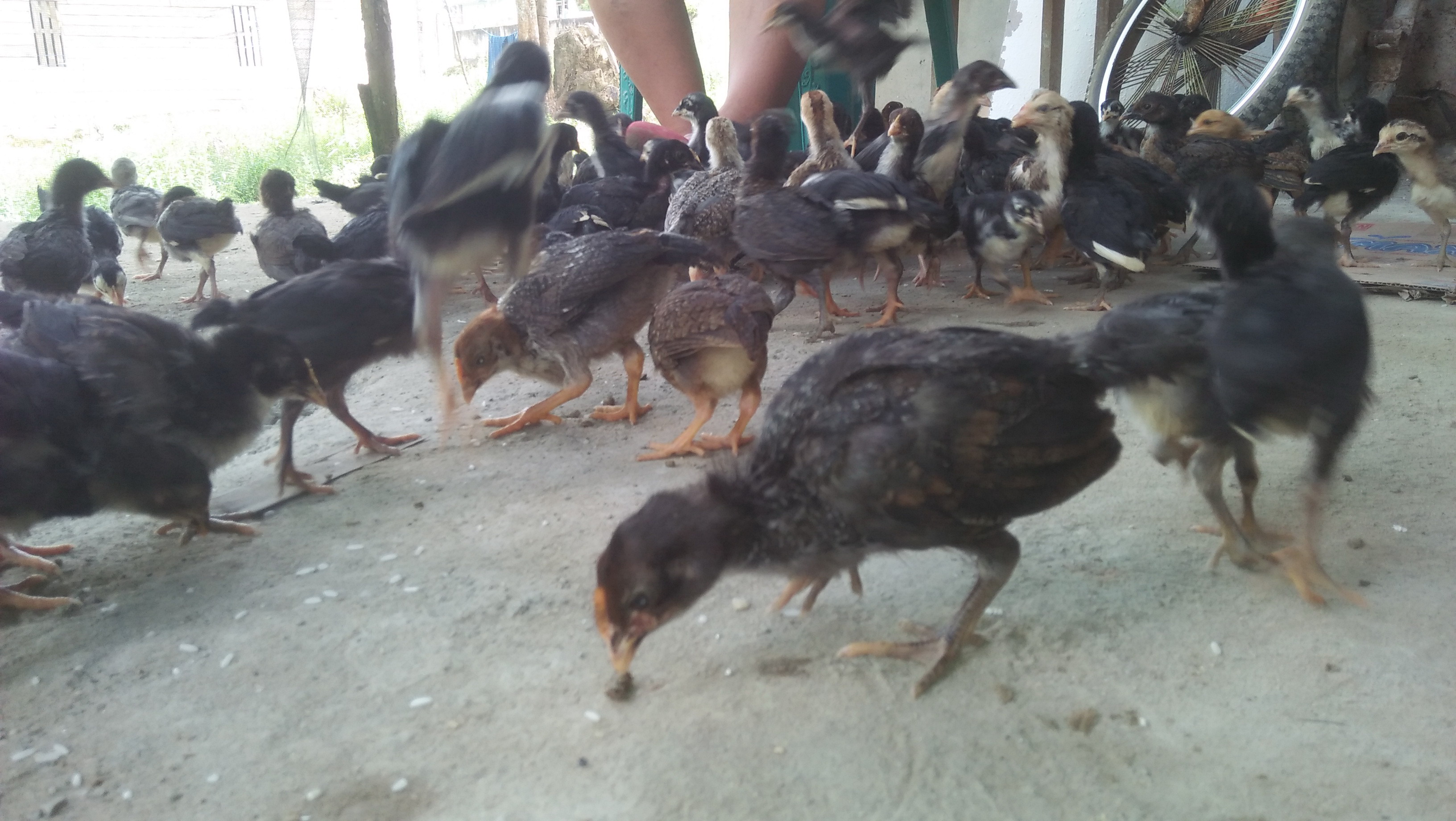 Manajemen penetasan telur ayam kampung