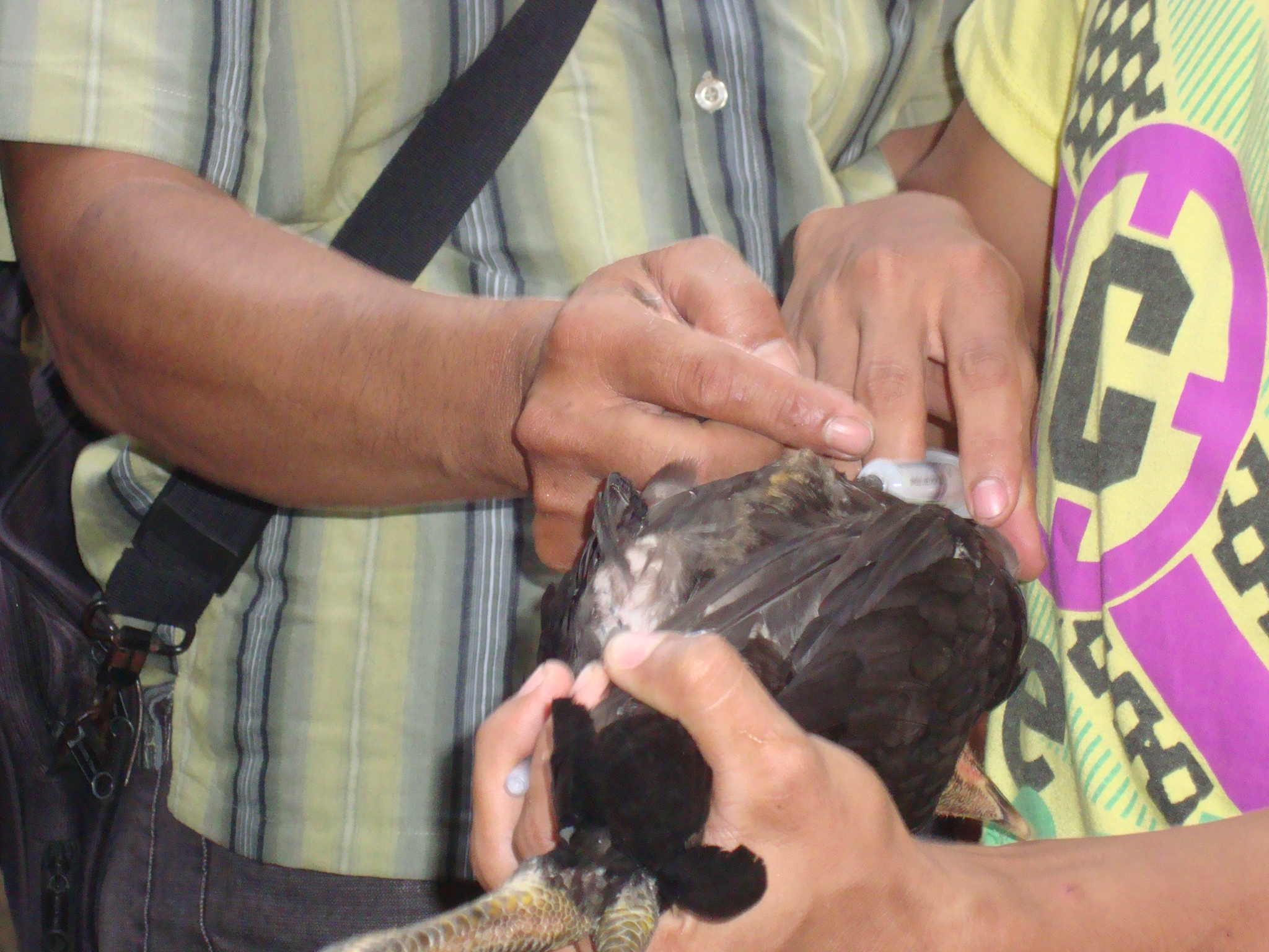 mengenal Penyakit   Ayam kampung