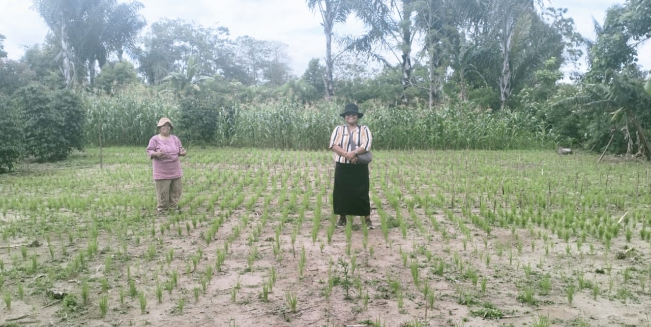 Budidaya Tanaman Padi Gogo