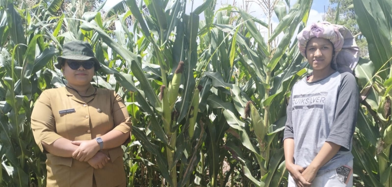 Budidaya Tanaman Jagung Hibrida