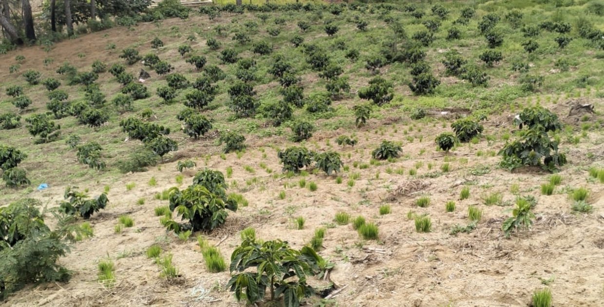 Budidaya Tanaman Kopi Sigarar Utang