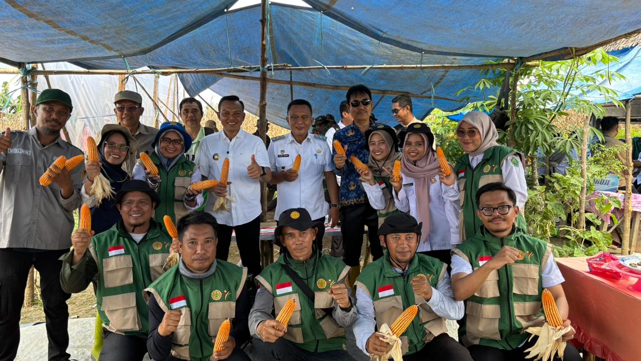 Budidaya Tanaman Jagung Pakan 