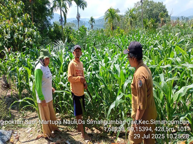 OPT Ulat grayak pada tanaman jagung