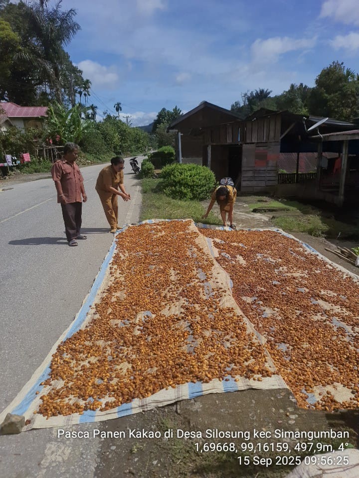 Panen dan pasca panen kakao