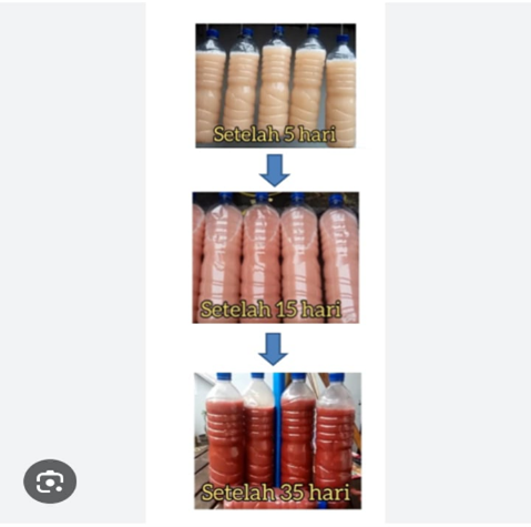 Pembuatan Pupuk PSB (Photosintetic Bacteria)