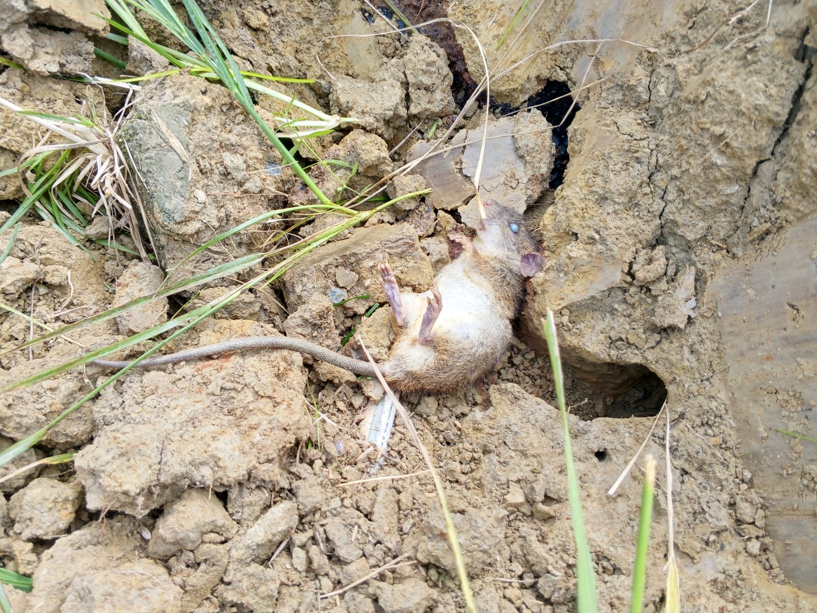 Gropyokan Tikus : Tradisi Gotong Royong Menjaga Musim Panen