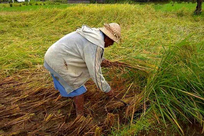 PADI REBAH: PENYEBAB, DAMPAK, DAN CARA PENCEGAHAN