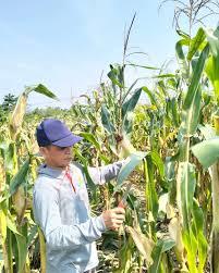 Perompesan Jagung : Trik Sederhana Agar Panen Melimpah